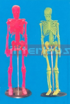 45 CM TALL, ADULT COLURED SKELETON (SINGLE-HEAD)